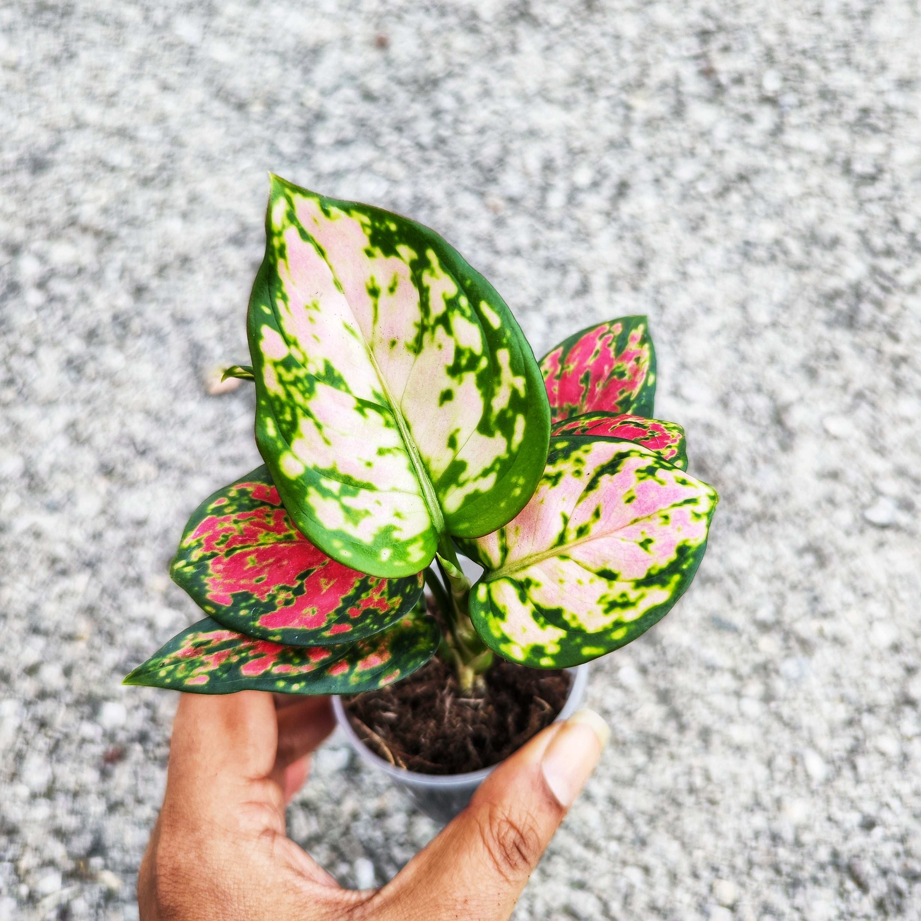 aglaonema harlequin benefits Aglaonema Pinky Promise colored – Monjungle