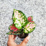 Aglaonema Pinky Promise monjungle