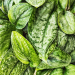 Scindapsus Silver Tattoo monjungle