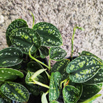 Scindapsus Tricolor Dark Sp. Borneo monjungle