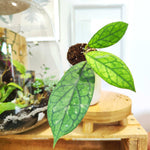 Hoya Water Drop (Irina) – EPC964