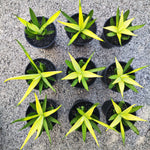 Sansevieria Chanin Crown