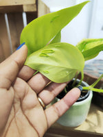 Epipremnum teruno ‘Champs-Élysées’