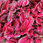 Begonia rex ‘Maui Sunset’