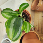 Alocasia Scaphochlamys Scintillans 'Ooi'