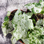 Alocasia Macrorrhiza Splash