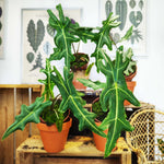 Alocasia Portei