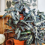 Alocasia Bambino Arrow