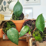 Hoya Verticillata Lampung