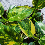 Philodendron Green Congo Hybrid