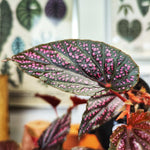 Begonia maculata wightii