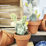 Opuntia Jamaica crazy white cactus