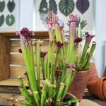 Sarracenia 'Juthatip Soper'