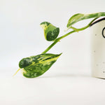 Scindapsus Mayari Variegata