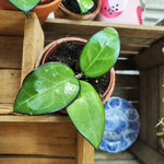 Hoya sp. Malang – Liane tropicale à fleurs étoilées