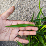 Hoya Carnosa Longifolia – Plante suspendue facile & graphique