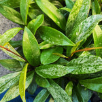 Hoya Carnosa Publicalyx 'Silver Spots'