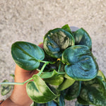 Scindapsus pictus 'Dark Form'