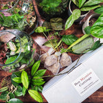 Box mystère plantes cuttings monjungle