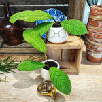 HOYA SP SABAH EPC 961 monjungle