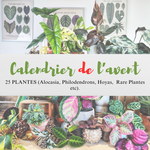 Calendrier de l'AVENT: 25 boutures monjungle