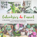 Calendrier de l'avent édition spécial: 15 Plantes et 10 Accesoires monjungle