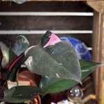 Philodendron BLACK CHERRY princess monjungle