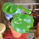 Peperomia Raindrop S monjungle