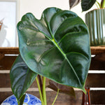 Alocasia Golden Bone S monjungle