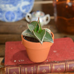 Rare Sansevieria 'Samurai Dwarf'- Plante d'intérieur de SANSEVIERIA- Plante rare d'intérieur monjungle