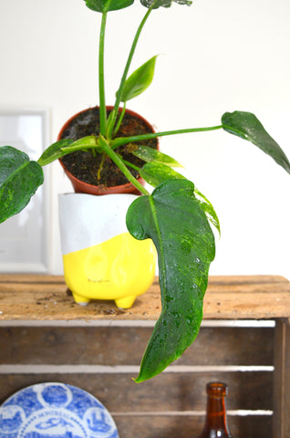 Philodendron GOLDEN DRAGON (M)