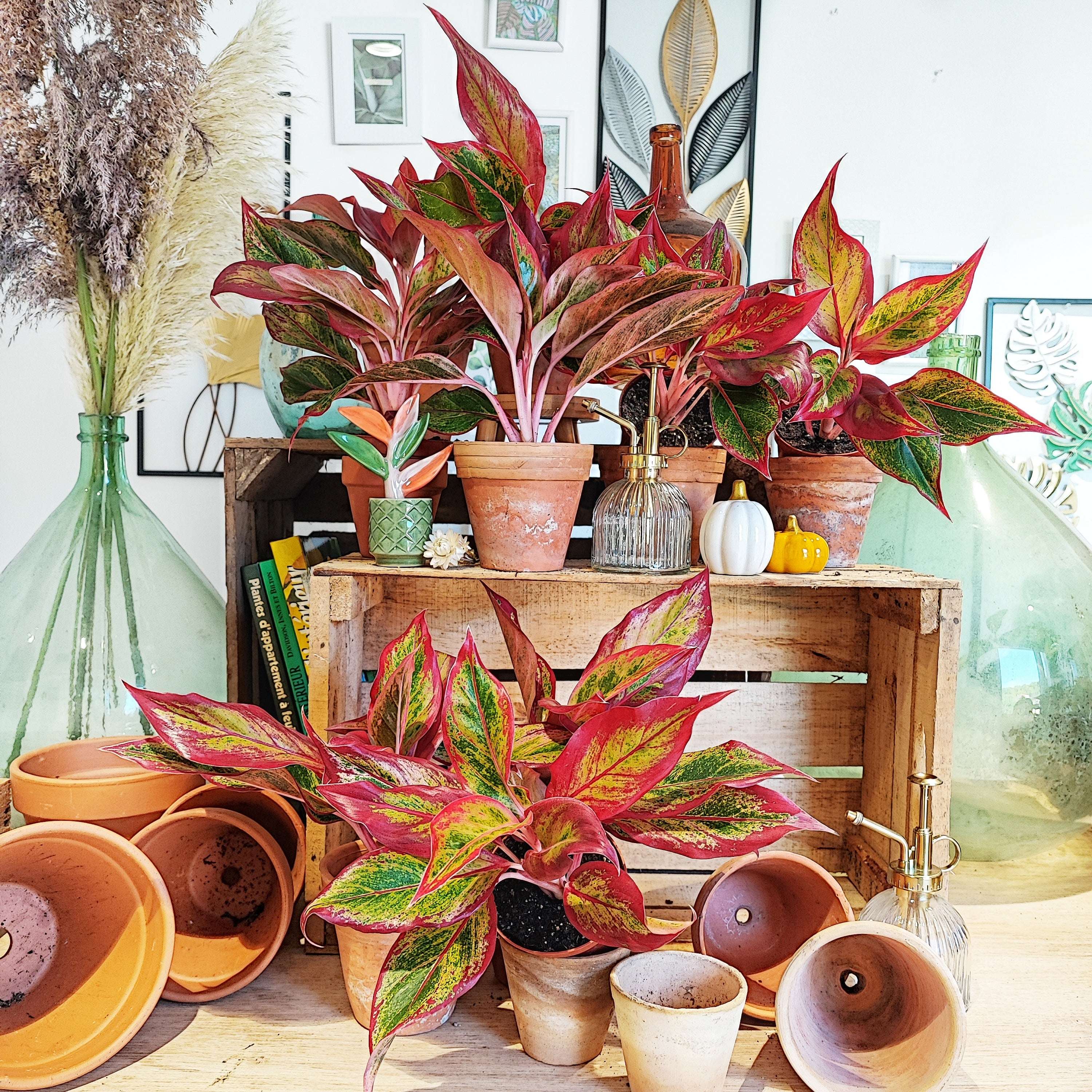 aglaonema crete flame care Aglaonema Crete Flame – Striking plant – Monjungle