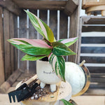 Stromathea THALIA MULTICOLOR bouture rose S monjungle