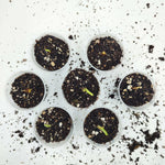 Bulbilles Alocasia Frydek Variegated monjungle