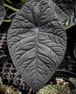 Alocasia Melo DARK monjungle