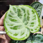 Anthurium Silver Blush Mint monjungle