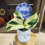 Calathea Yellow Miracle monjungle