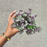 Tradescantia Pink Panther monjungle