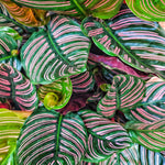 Calathea Ornata monjungle