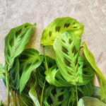 Rare Maranta Light Veins, bouture de 3 feuilles minimum monjungle