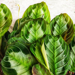 Rare Maranta Silver Band, bouture de 3 feuilles minimum monjungle