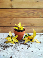 Philodendron Prince Of Orange monjungle