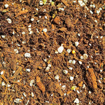 Mélange Philodendron / Syngonium monjungle