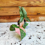 Syngonium pink splash -Magnifique plante rose bien enracinée en etrre monjungle