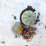 Euphorbia Obesa Purple Head monjungle