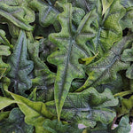 Alocasia TANDURUSA monjungle