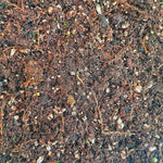 Mélange Alocasia monjungle