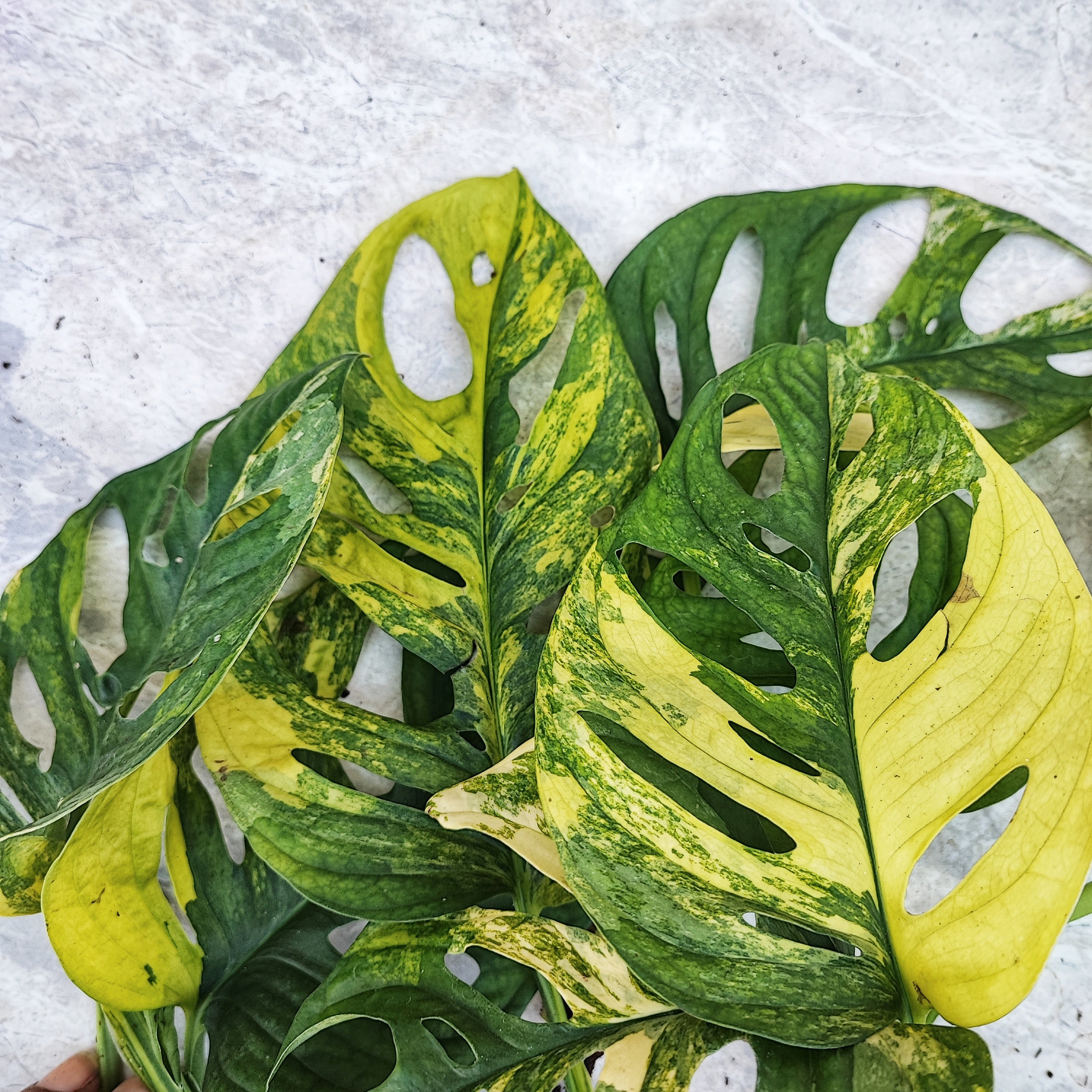 variegated monstera adansonii aurea Monstera Adansonii Aurea