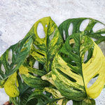Monstera Adansonii Aurea monjungle