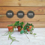 HOYA lot de 3 | Hoya Mathilde | Hoya Curtisii | Hoya linearis | Set de trois rare hoyas monjungle